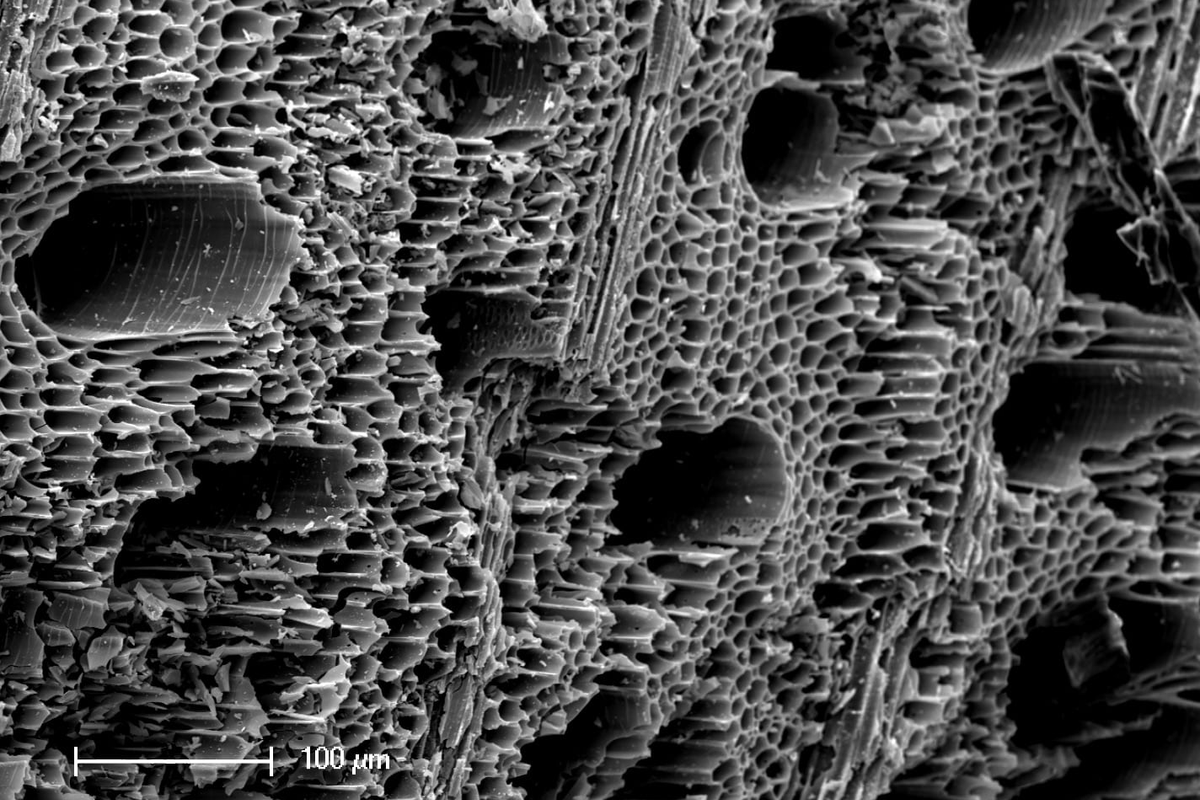 Biochar particle microscopic view